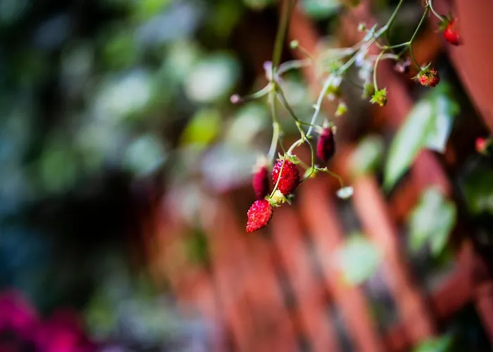 Апарт-отель Schoeps By Renters